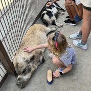 thumbnail for Mia petting one of the pigs at Rafiki's Planet Watch petting zoo in Animal Kingdom