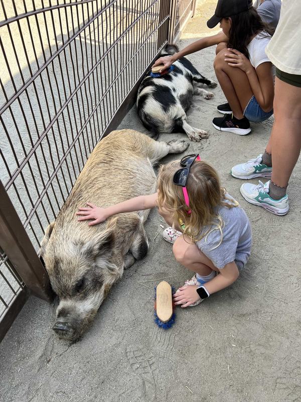 Mia petting one of the pigs at Rafiki's Planet Watch petting zoo in Animal Kingdom