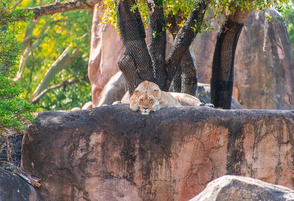 Lioness on the rocks in the Kilimanjaro Safaris