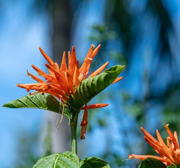 Firebush plant at Animal Kingdom