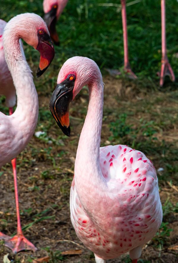 Flamingos at Animal Kingdom