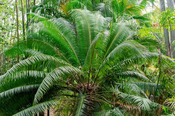 Plants around Animal Kingdom