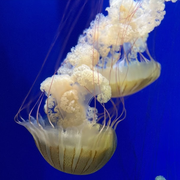 thumbnail for Georgia Aquarium jelly fish