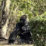 thumbnail for Silverback Gorilla at Animal Kingdom