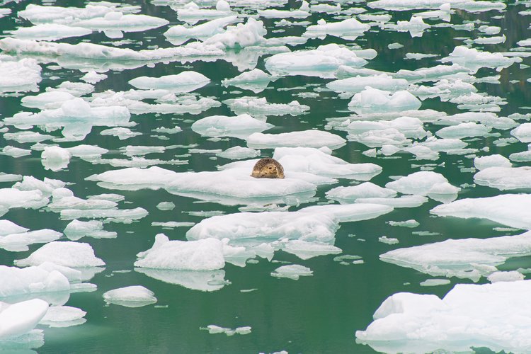 Seal on an iceberg in the Tracy Arm fjord near the South Sawyer Glacier