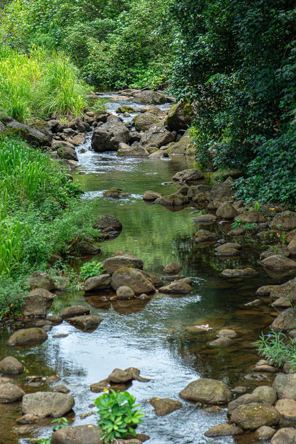Kamananui Stream near Waimea Falls