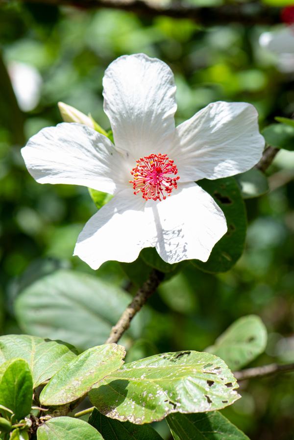 White hibiscus on the trail to Waimea Falls