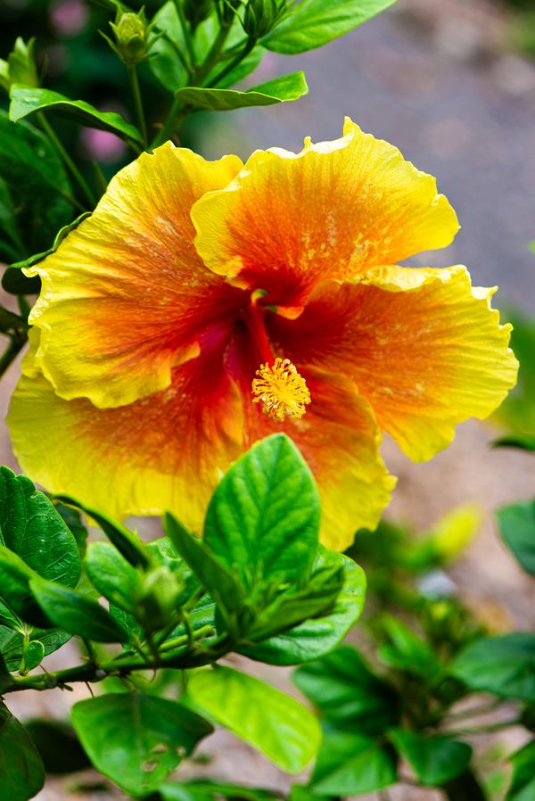 Hawaiian hibiscus on the trail to Waimea Falls
