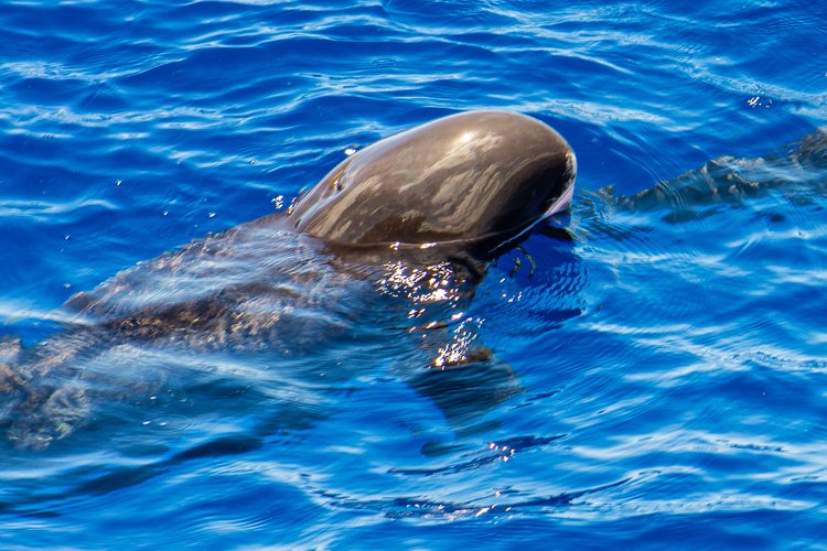 Pilot whale off the coast of Oahu