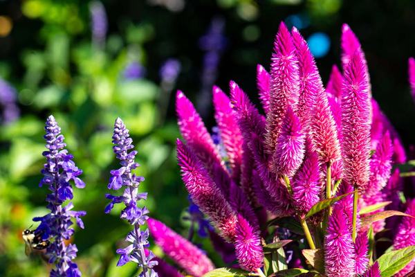 Flowers at EPCOT