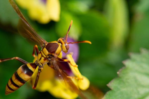Paper Wasp