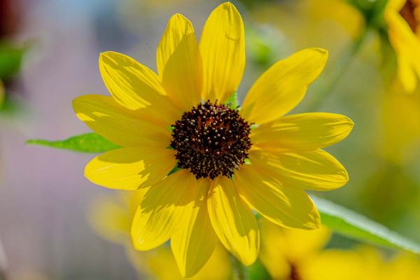 Sunflower