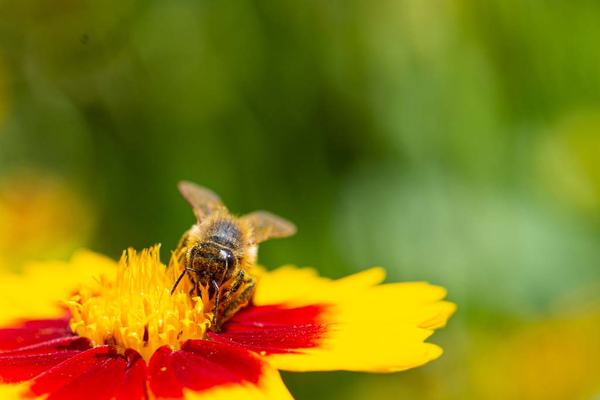 Bee pollinating