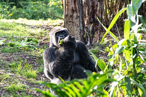 Silverback Gorilla