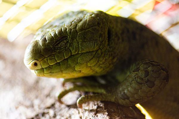 Prehensile Tailed Skink