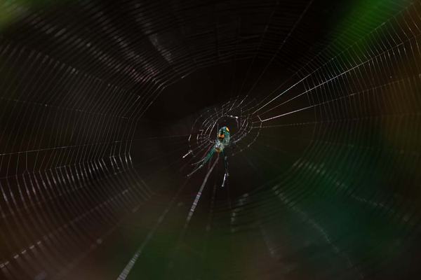 Spider at Walt Disney World