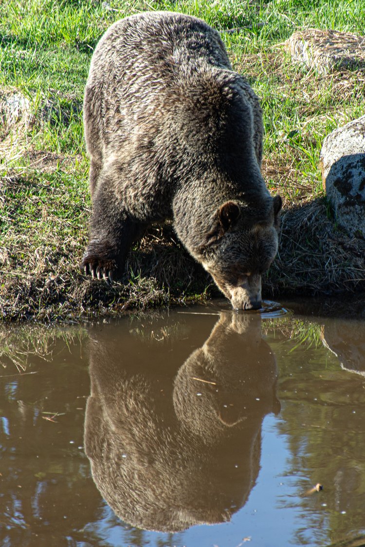 Grizzly at the peak of Grouse Mountain