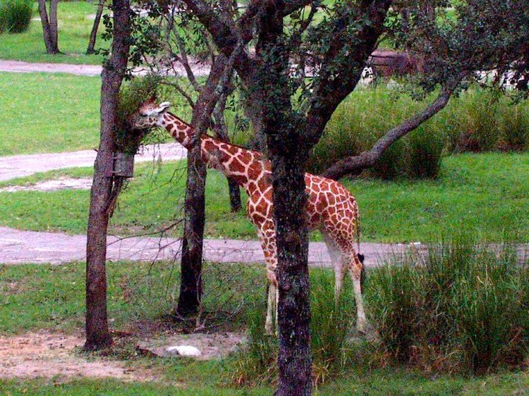 Giraffe on the savannah at Animal Kingdom Lodge