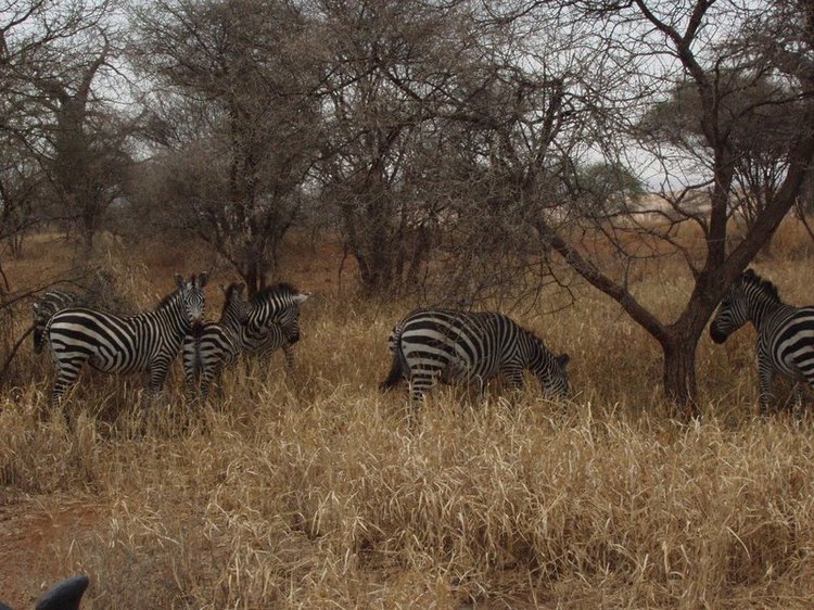 Zebras in Tarangire National Park