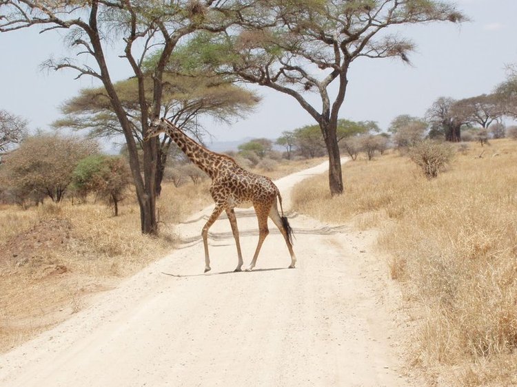 Giraffe in Tarangire National Park