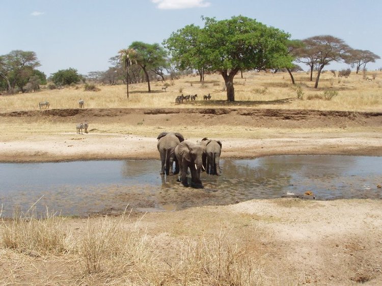 Elephants in a watering hole in Tarangire National Park