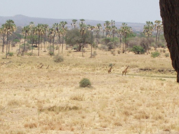 Tarangire National Park with giraffes in the distance