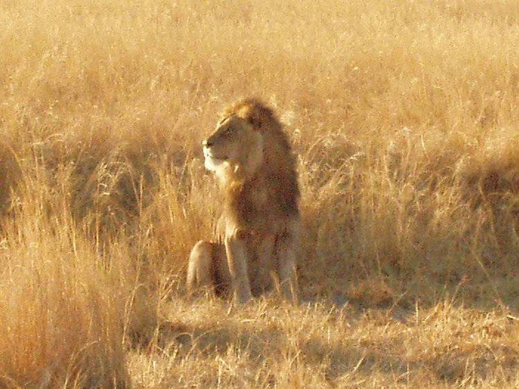 Young lion in the early morning in the Ngorongoro Crater basin