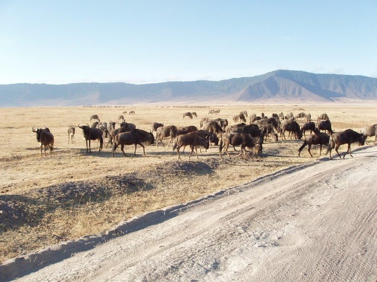 Wildebeest heard in the Ngorongoro Crater basin