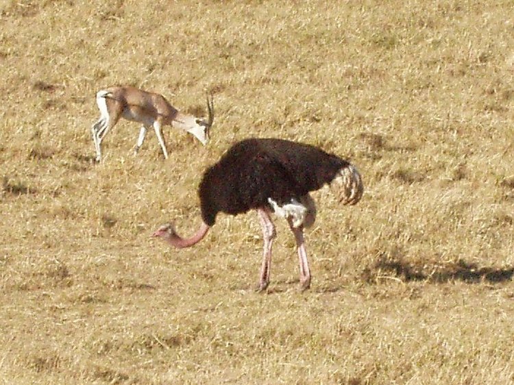 Ostrich and antelope in the Ngorongoro Crater basin