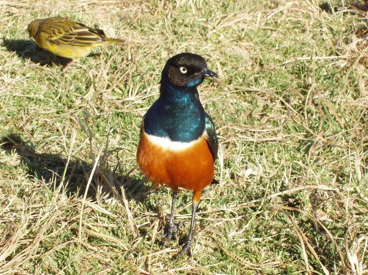 Superb starling in the Ngorongoro Crater basin