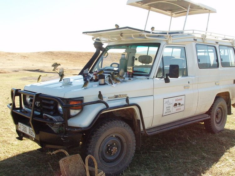 Our safari vehicle being invaded by the local bird population