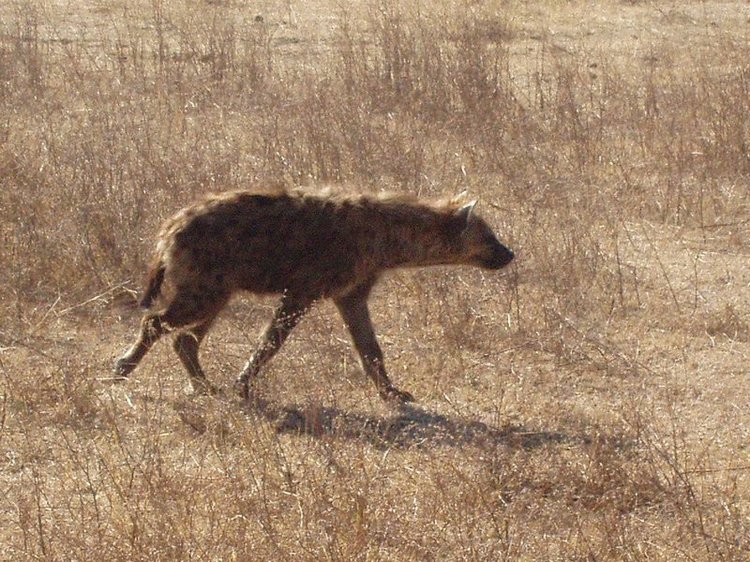 Hyena walking along the basin