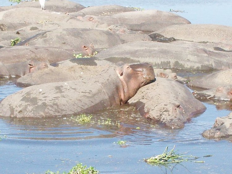 Hippos relaxing in a watering hole in the crater