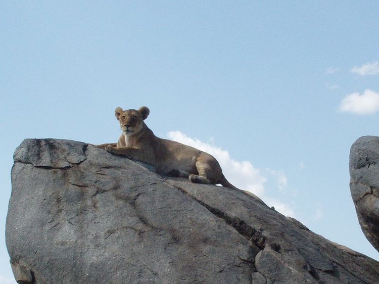 Lioness resting on a kopjes (kop-ee)