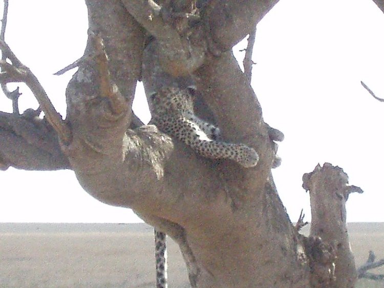 Cougar in a tree