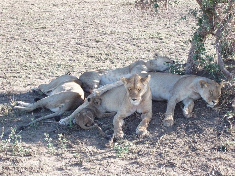 A pride of lions and their cubs