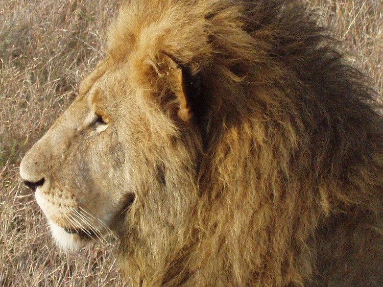 A male lion in the Serengeti