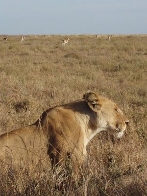 Lioness hunting in the Serengeti