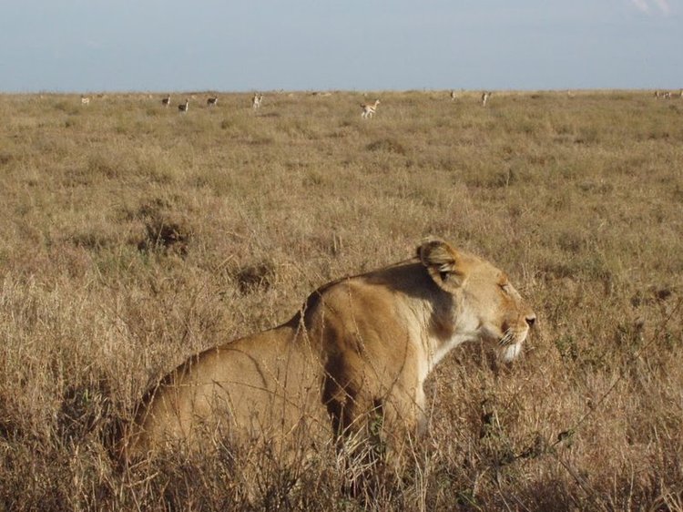 Lioness hunting in the Serengeti