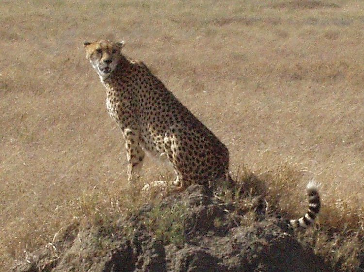 Cheetah sitting on a hill in the Serengeti