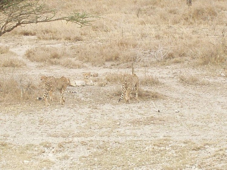 A few cheetahs just hanging out in the Serengeti