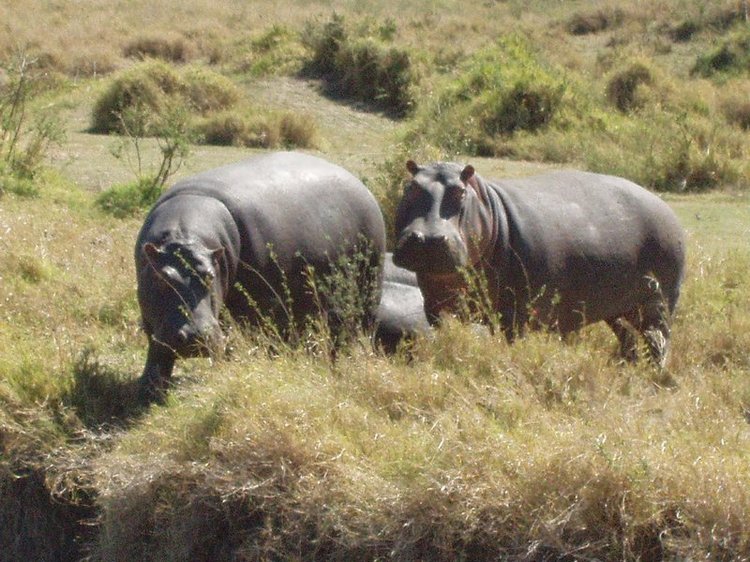 Hippos!