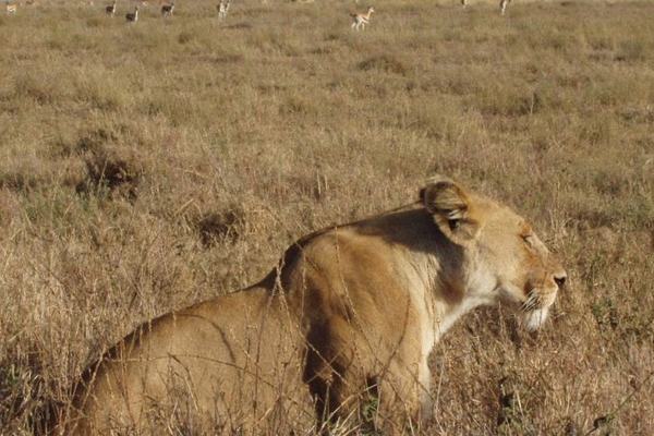 Lioness