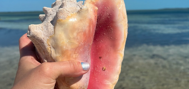 Conch shell