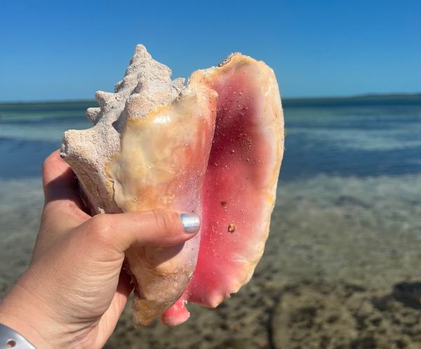 Conch shell
