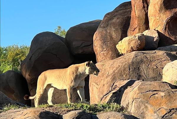 A lioness on the Kilimanjaro Safari ride at Animal Kingdom