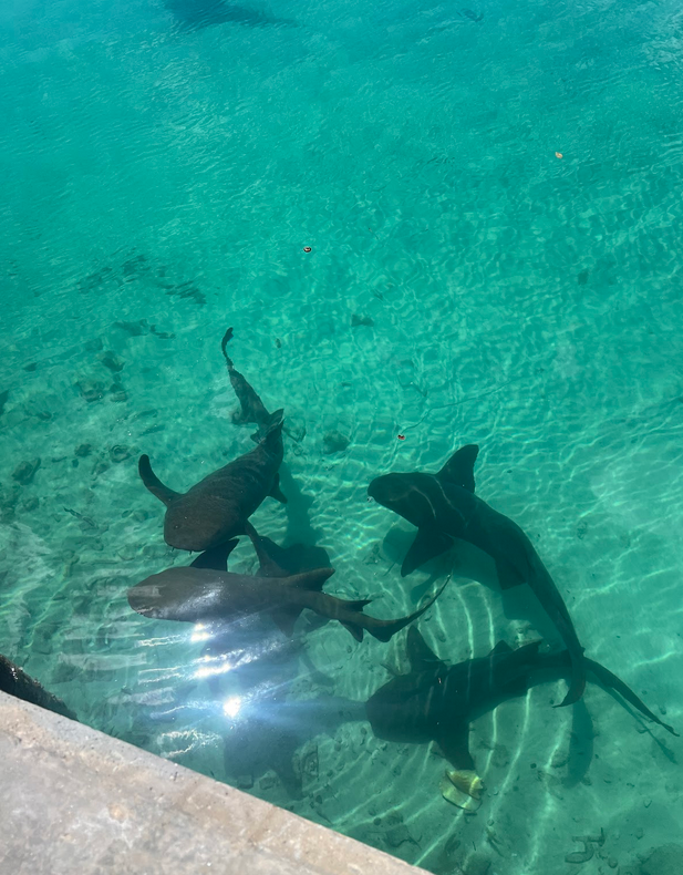 Large sharks in the harbor