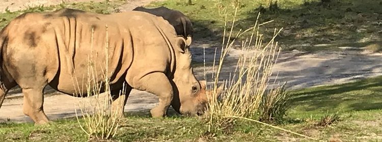 Rhino on the Kilimanjaro Safari ride at Animal Kingdom