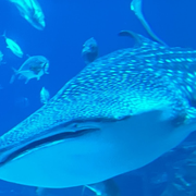 thumbnail for Whale shark at the Georgia Aquarium