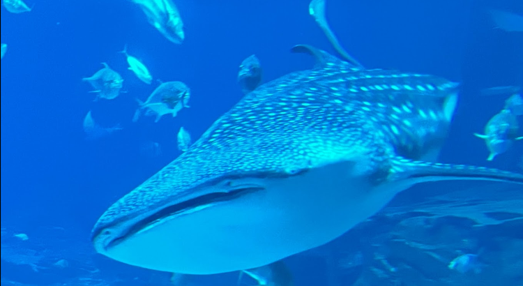 Whale shark at the Georgia Aquarium